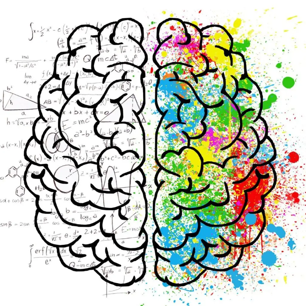 reizverarbeitung im gehirn.jpg